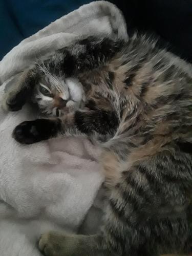 Lost Female Cat last seen By the Hillcrest hieghts library , Hillcrest Heights, MD 20748