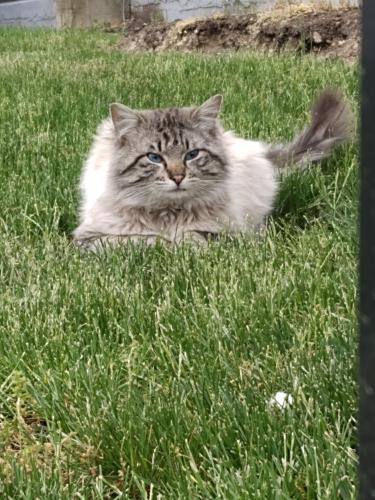 Lost Male Cat last seen Division pl and 4th Street , Portland, OR 97214