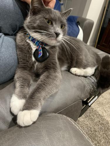 Lost Female Cat last seen Between South St and Candlewood off of Palo Verde, Lakewood, CA 90714