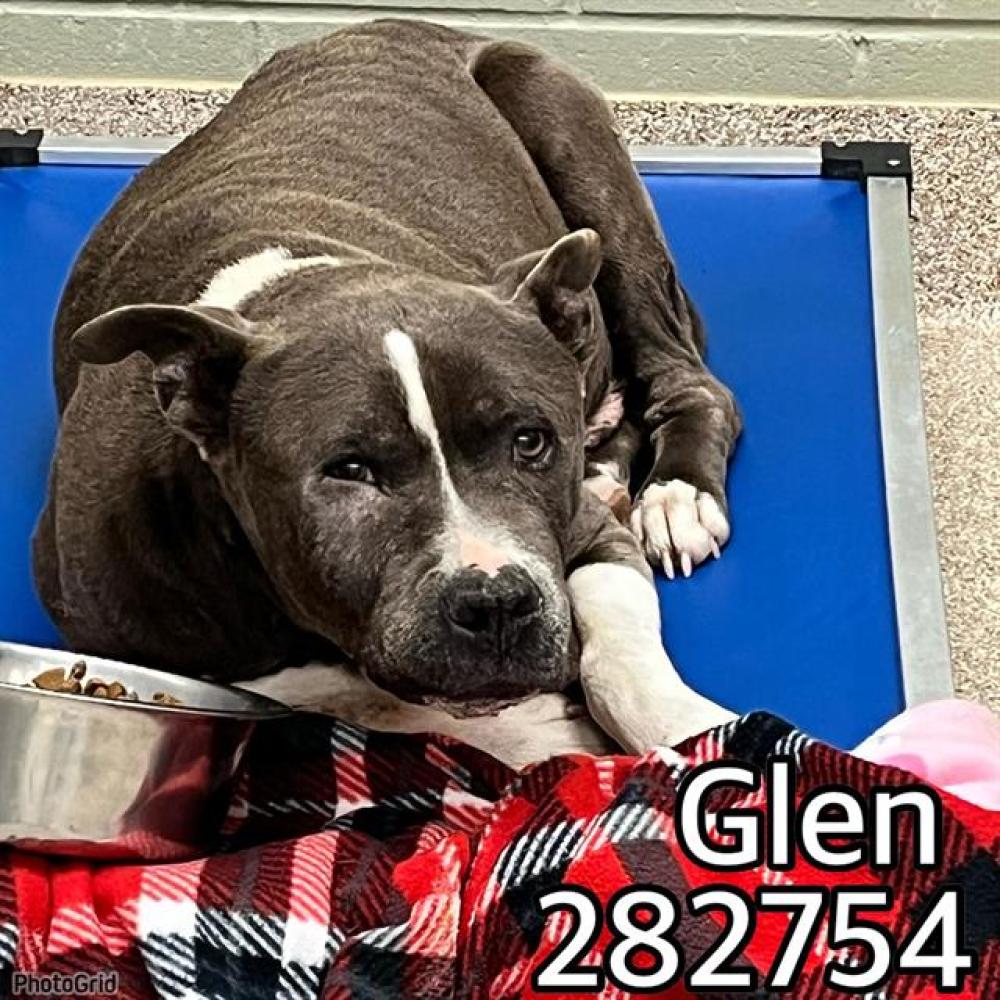 Shelter Stray Male Dog last seen GLENDALE AVE, Macon, GA 31216