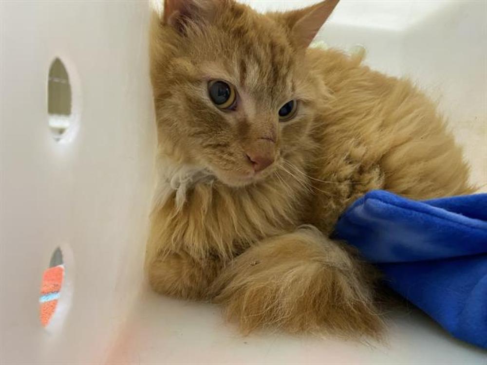 Shelter Stray Male Cat last seen Near BLOCK S HONEY CREEK DR, West Milwaukee, WI 53215