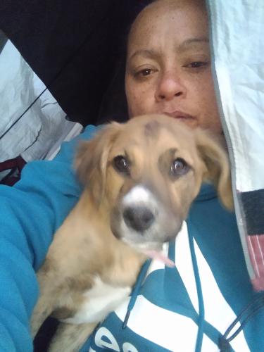 Lost Female Dog last seen Lamb and east Craig road, North Las Vegas, NV 89115