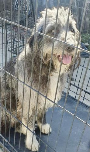 Lost Male Dog last seen Whittier Ave/Lake St, Hemet, CA 92544