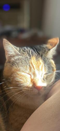 Lost Female Cat last seen Sophora & Park st., Cedar Park, TX 78613