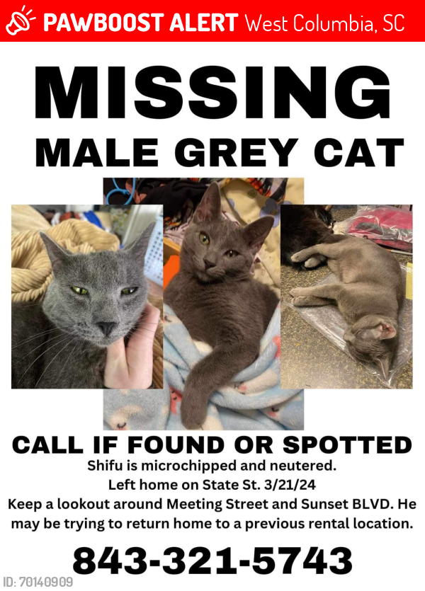 Lost Male Cat last seen State St, Meeting St, Jarvis Blvd, West Columbia, SC 29169