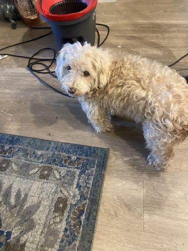 Lost Male Dog last seen Willow pass, Bay Point, CA 94565