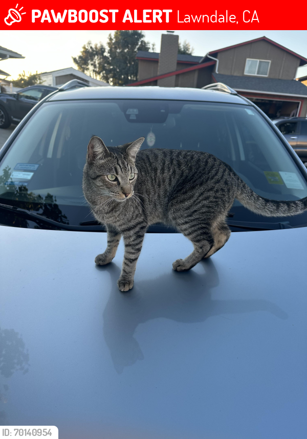 Lost Male Cat last seen polly , Lawndale, CA 90260