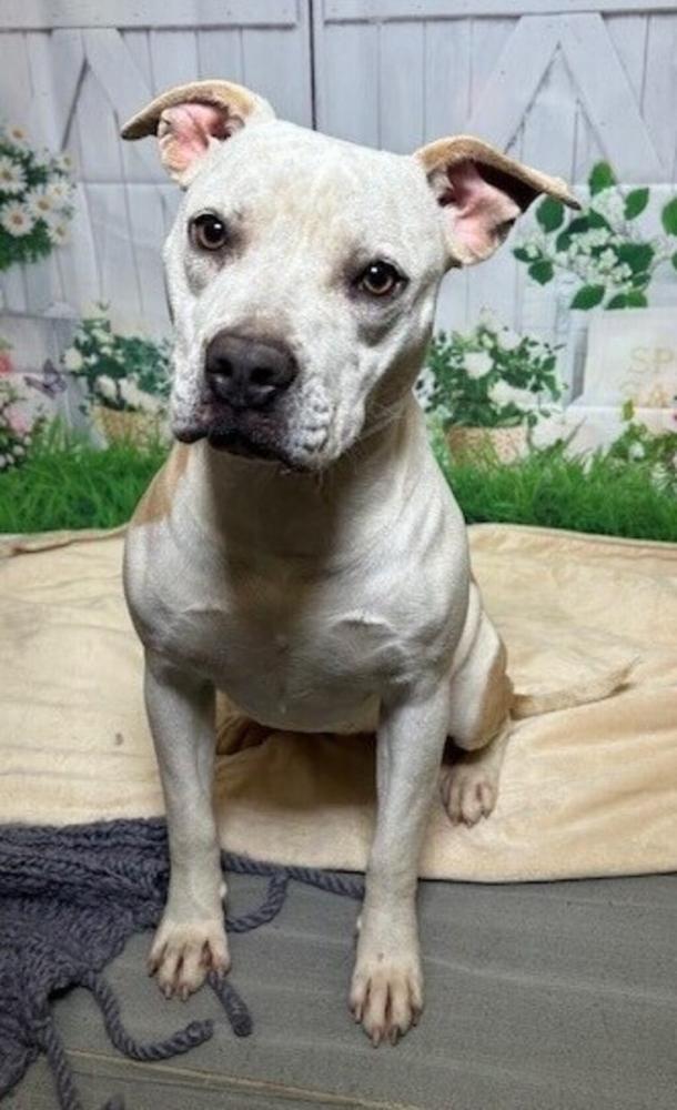 Shelter Stray Female Dog last seen 503L Provost Road, Lafayette, LA, 70583, Lafayette, LA 70507