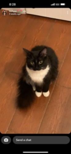 Lost Female Cat last seen Deodar St, franzen avenue, Santa Ana, CA 92705