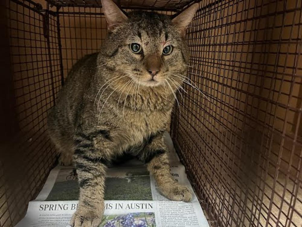 Shelter Stray Male Cat last seen Near BLOCK ORTA NOVA COVE, Austin, TX 78702