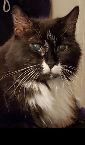 Lost Female Cat last seen 32nd Ave 201st street, Queens, NY 11361