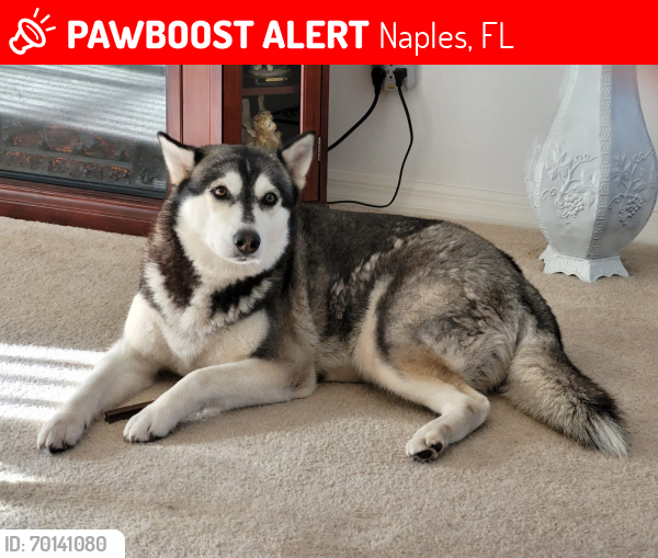 Lost Female Dog last seen Near 16th st NE Naples Florida 34120, Naples, FL 34120
