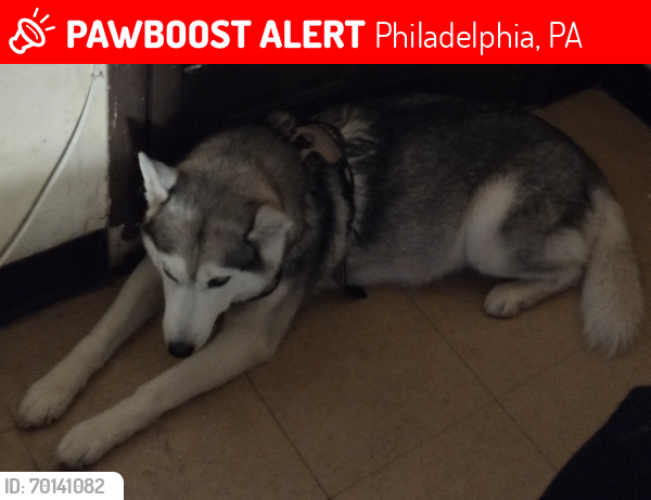 Lost Female Dog last seen Baynton st & price st, Philadelphia, PA 19144