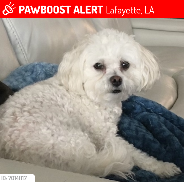 Lost Female Dog last seen Agnes Street, Lafayette, LA 70506