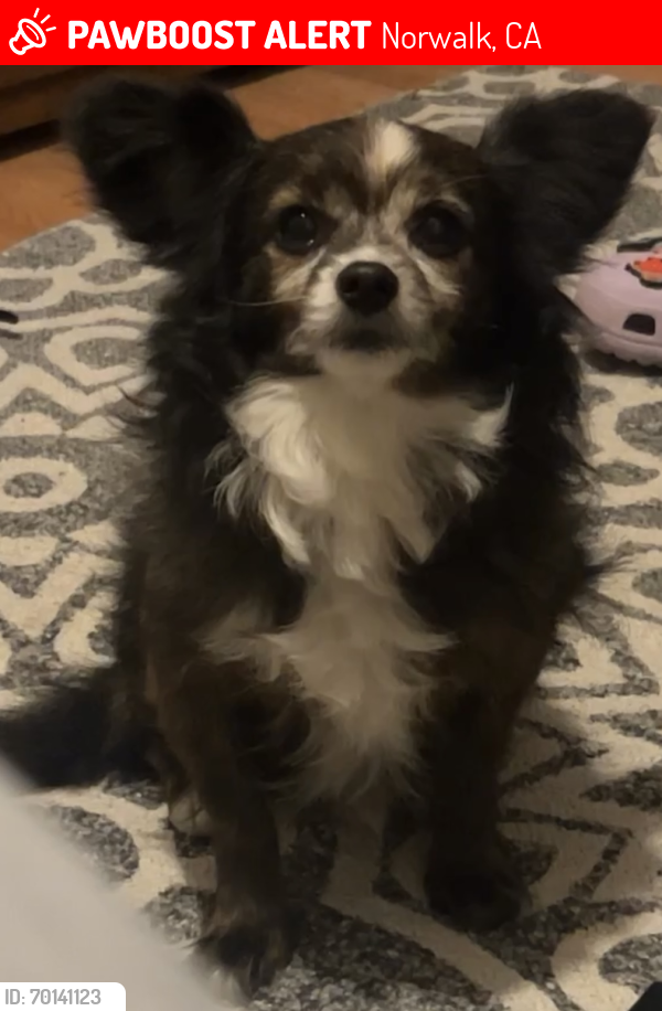 Lost Male Dog last seen Bloomfield Ave & Excelsior Dr, near Dolland Elementary and Holifield Park, Norwalk, CA 90650