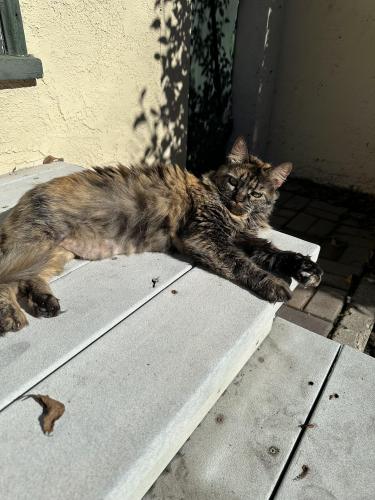 Lost Female Cat last seen Hill and Monte Vista, Pasadena, CA 91106