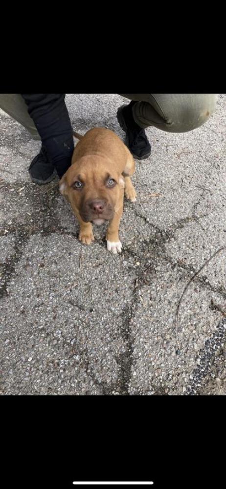 Shelter Stray Male Dog last seen Harrison, OH 45030, Cincinnati, OH 45223