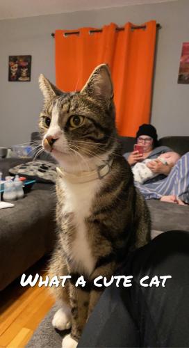 Lost Male Cat last seen Bell and lamphier, Milwaukie, OR 97222