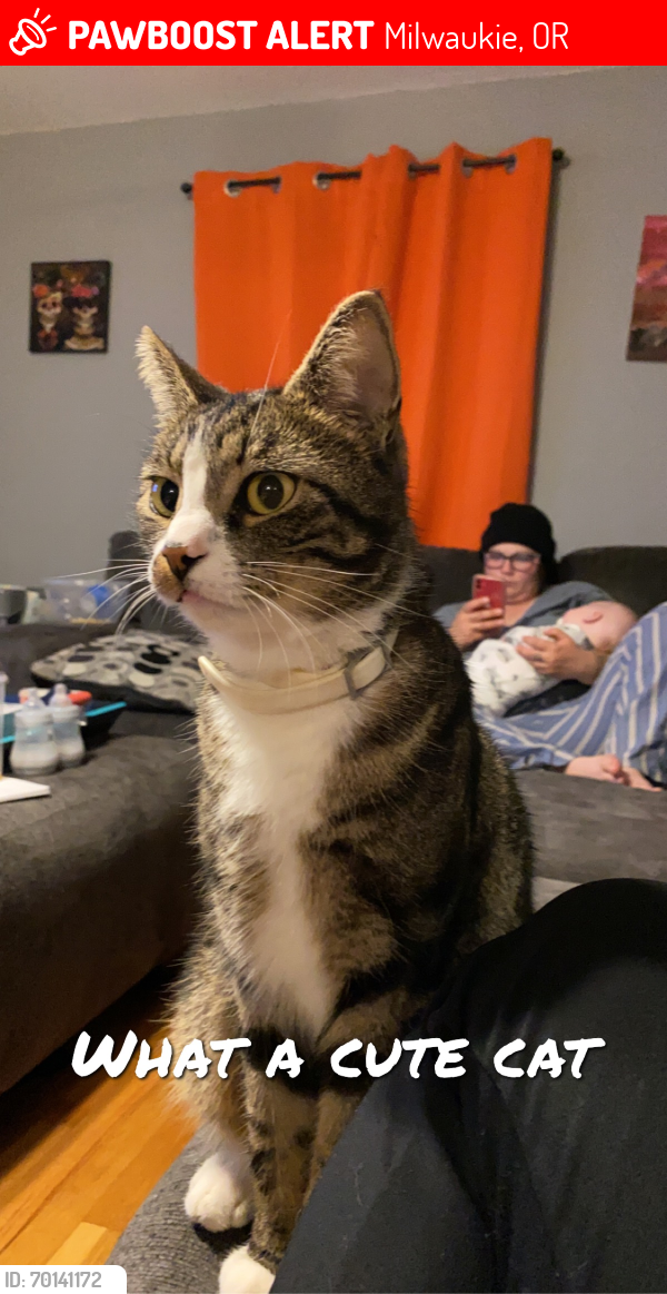 Lost Male Cat last seen Bell and lamphier, Milwaukie, OR 97222