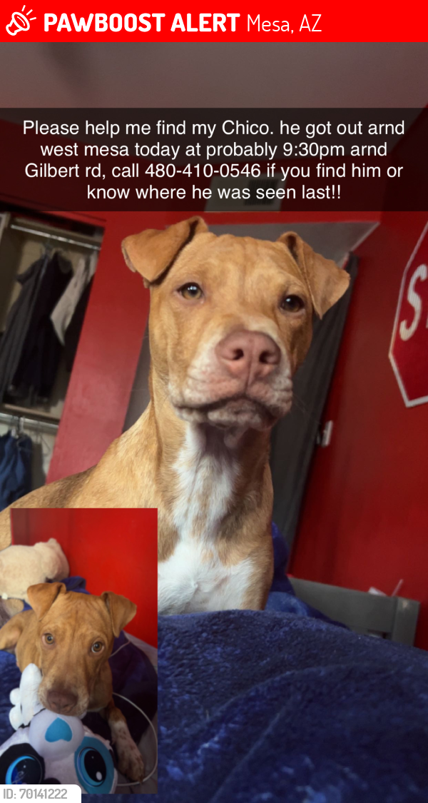Lost Male Dog last seen Gilbert rd, Mesa, AZ 85204