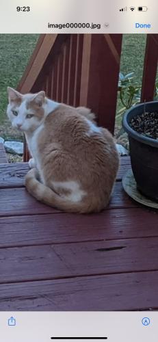 Lost Male Cat last seen Shorties’ BBQ, Leicester, NC 28748