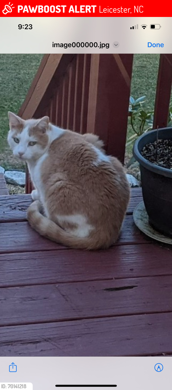 Lost Male Cat last seen Shorties’ BBQ, Leicester, NC 28748