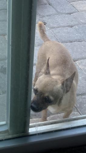 Lost Female Dog last seen Grand Teton and decatur, Las Vegas, NV 89131