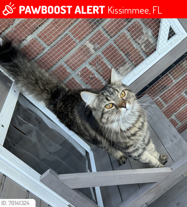 Lost Male Cat last seen Aultman Road and Brownie Wise Park , Kissimmee, FL 34744
