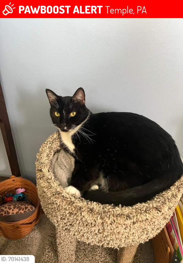 Lost Male Cat last seen 4th Ave and N. Temple Blvd., Temple, PA 19560
