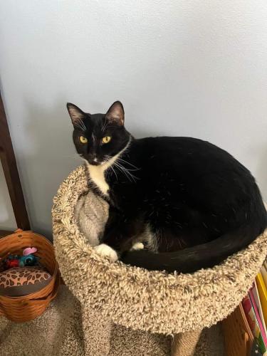 Lost Male Cat last seen 4th Ave and N. Temple Blvd., Temple, PA 19560