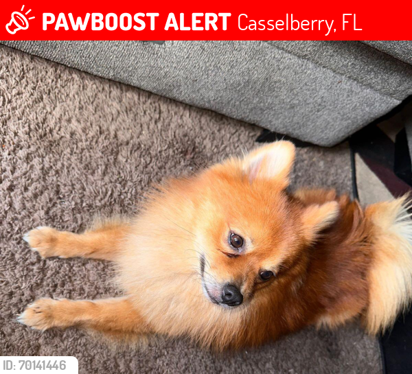 Lost Male Dog last seen Dew drop park, Casselberry, FL 32707