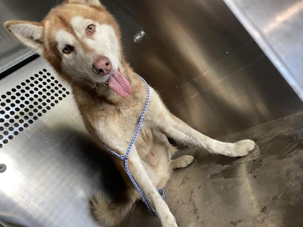 Shelter Stray Male Dog last seen Near BLOCK BAXTER DRIVE, Austin, TX 78702