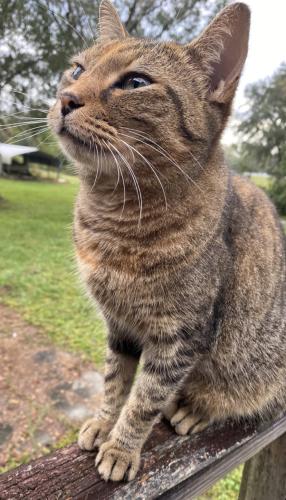 Lost Female Cat last seen Jupiter Way , Casselberry, FL 32707