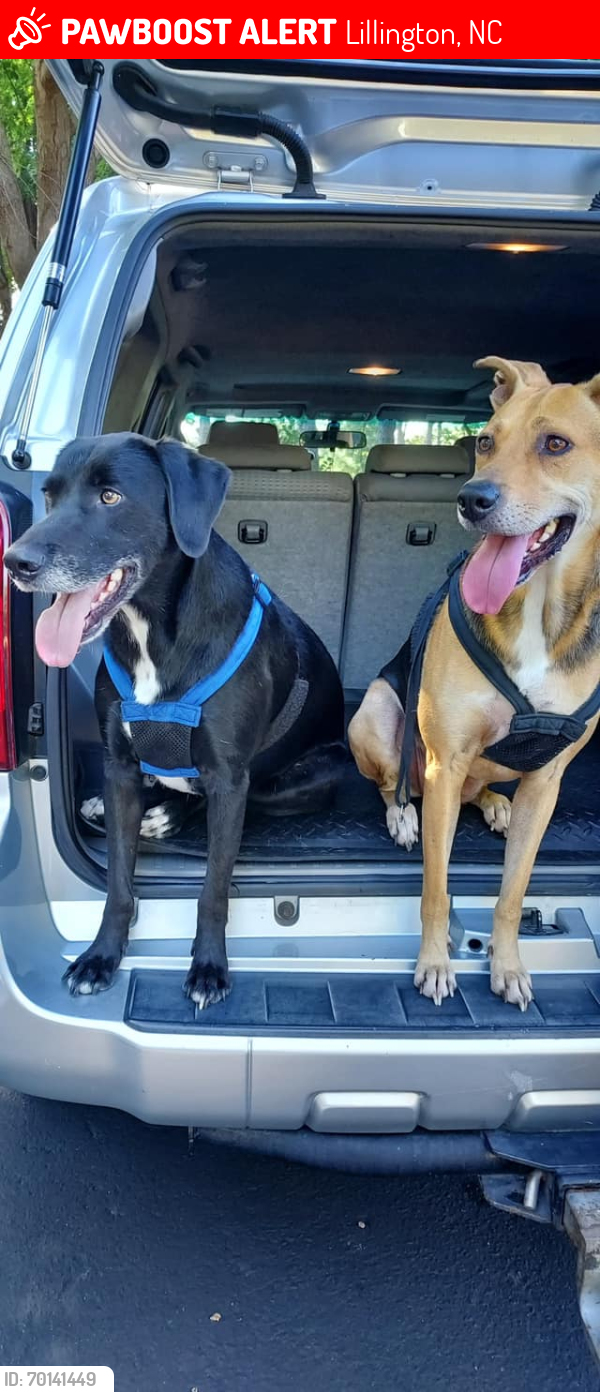 Lost Female Dog last seen us hwy 421 in lillington, Lillington, NC 27546