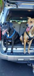 Lost Female Dog last seen us hwy 421 in lillington, Lillington, NC 27546