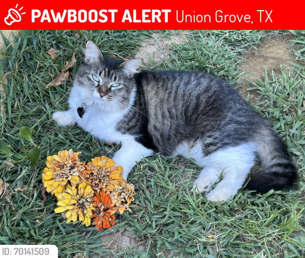 Lost Female Cat last seen Hwy 271 & FM 726 S, Gilmer, TX 75645