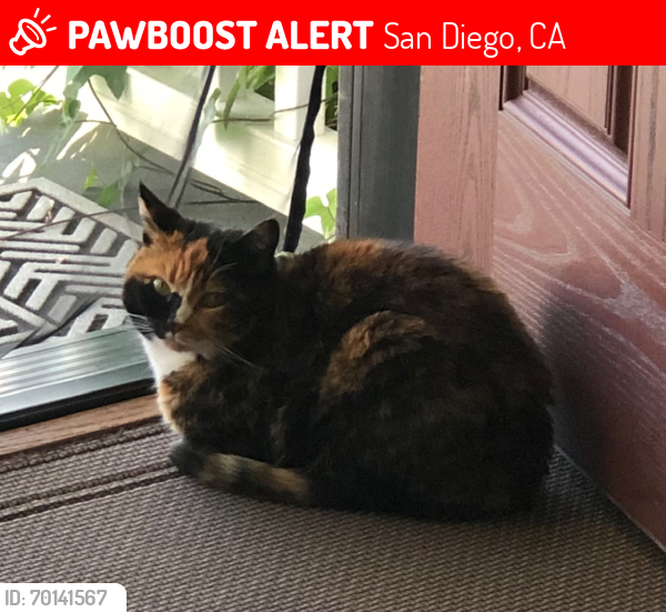 Lost Female Cat last seen Near Sunline Ave, 92117, San Diego, CA 92117