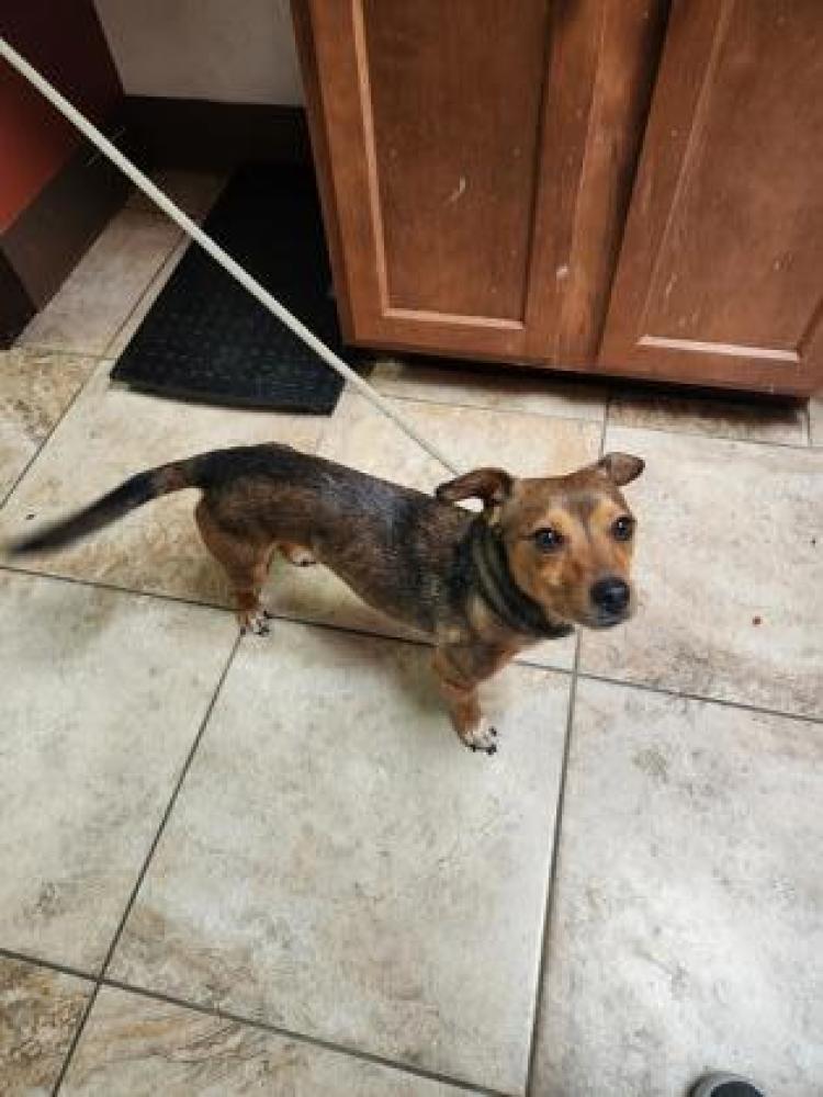 Shelter Stray Male Dog last seen Cincinnati, OH 45204, Cincinnati, OH 45223