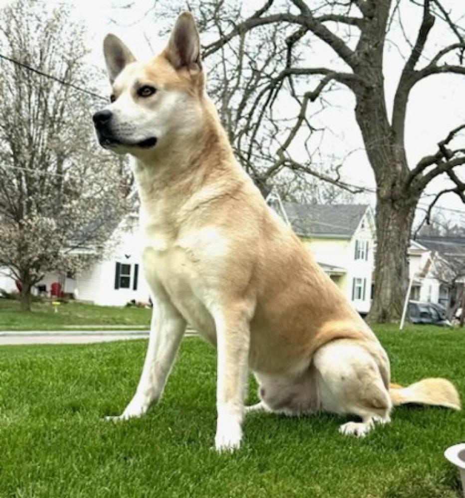 Shelter Stray Male Dog last seen Cheviot, OH 45211, Cincinnati, OH 45223
