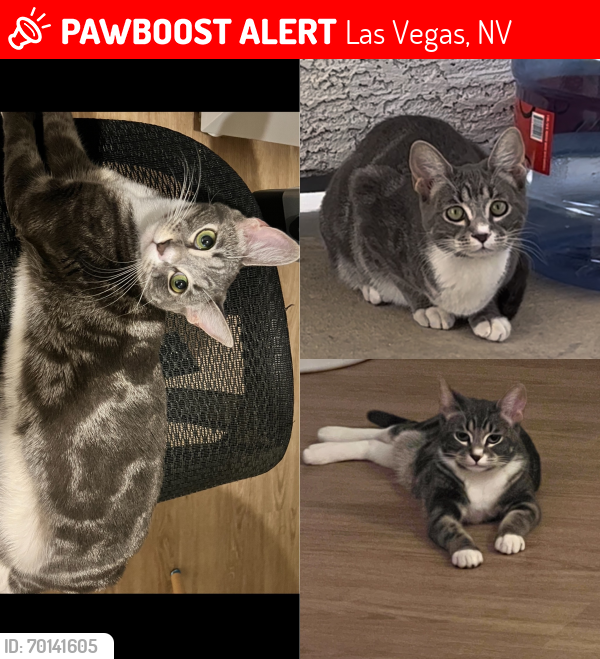 Lost Female Cat last seen Near Rawhide st, Las Vegas, NV 89122