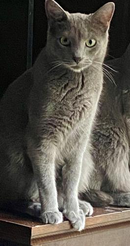 Lost Male Cat last seen Stonemill Village apmts, Louisville, KY 40222