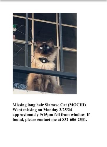 Lost Male Cat last seen Westheimer, Richmond, Fondren , Houston, TX 77063