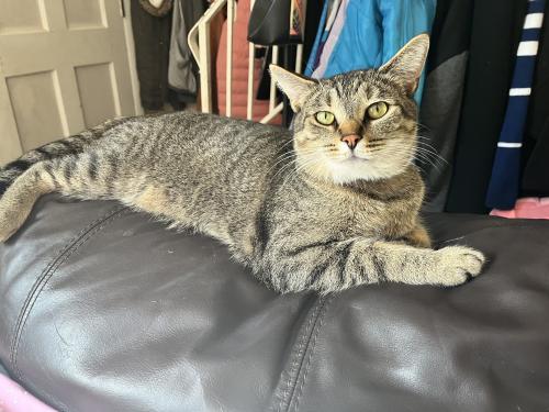 Lost Male Cat last seen 48th and Richardt Ave, Lawrence IN , Lawrence, IN 46226