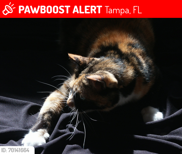 Lost Male Cat last seen Lake Magdeline Blvd.  Orangewood ests, Tampa, FL 33618