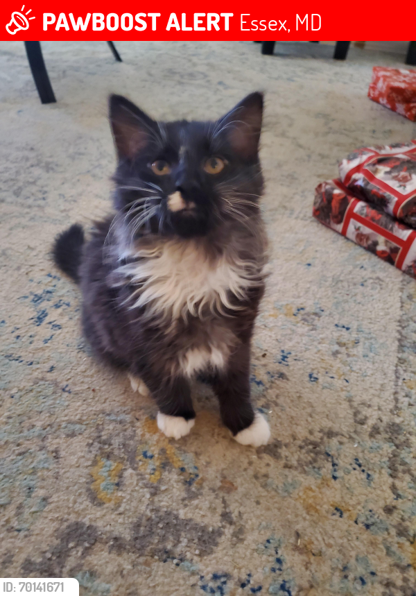 Lost Male Cat last seen Middle rd & Corby, Essex, MD 21221