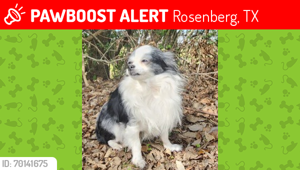 Lost Male Dog last seen Near and 59, Rosenberg, TX 77471