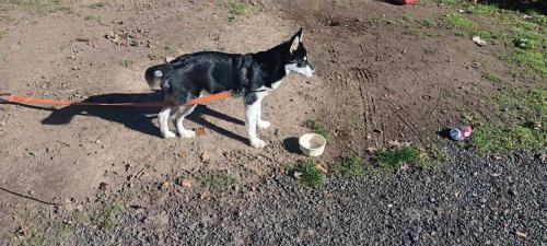 Lost Male Dog last seen Truck stops ehlen Rd , Donald, OR 97020