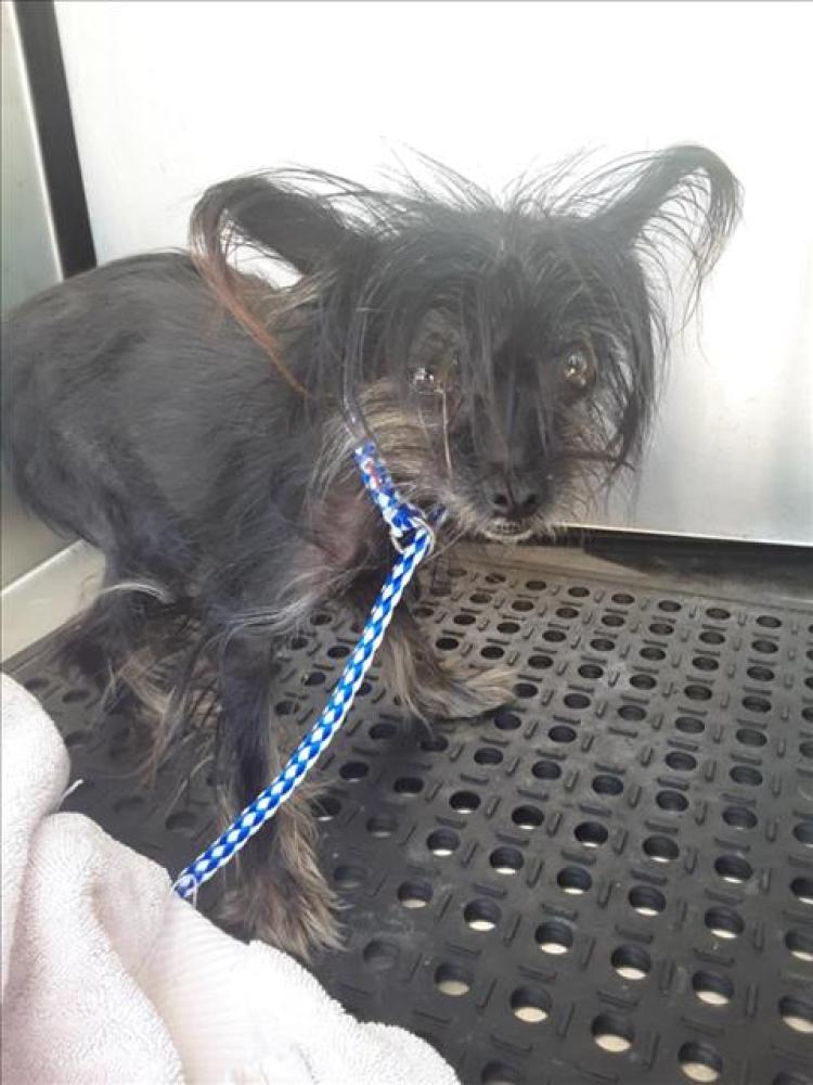 Shelter Stray Female Dog last seen Near BLOCK W ST JOHNS AVE, Austin, TX 78702