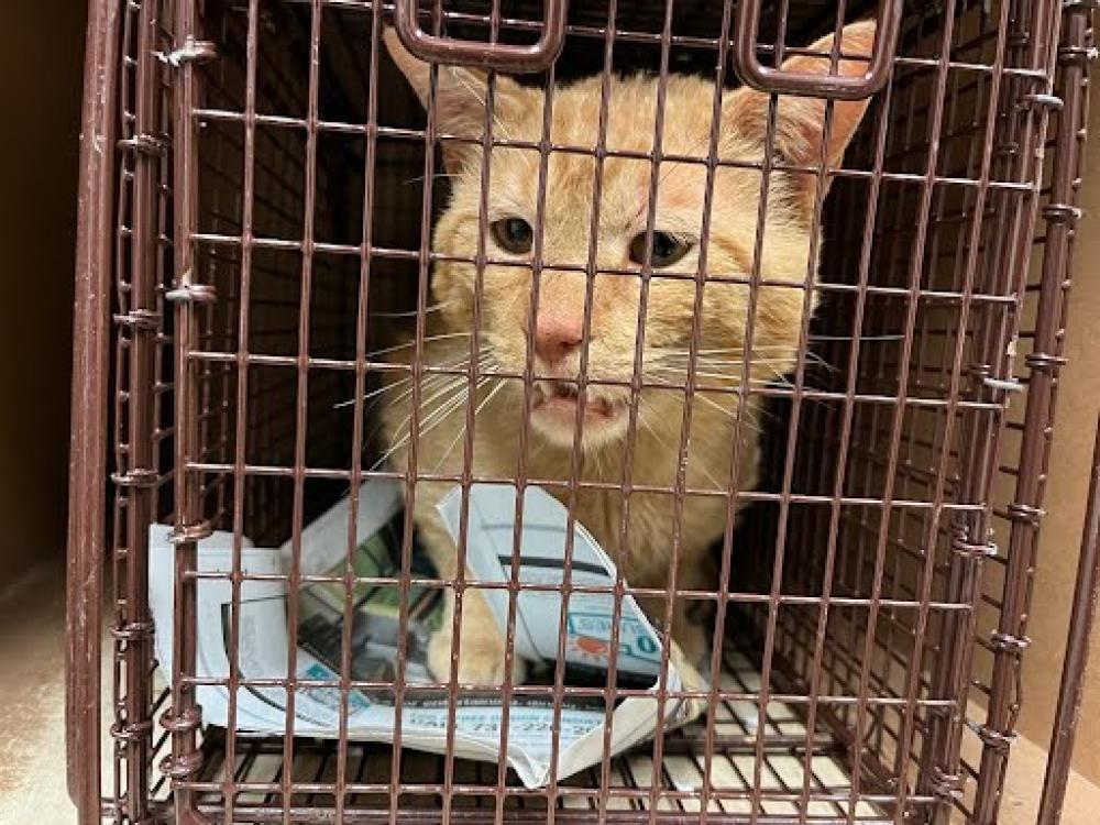 Shelter Stray Male Cat last seen Near BLOCK WINTERBORN, Austin, TX 78702
