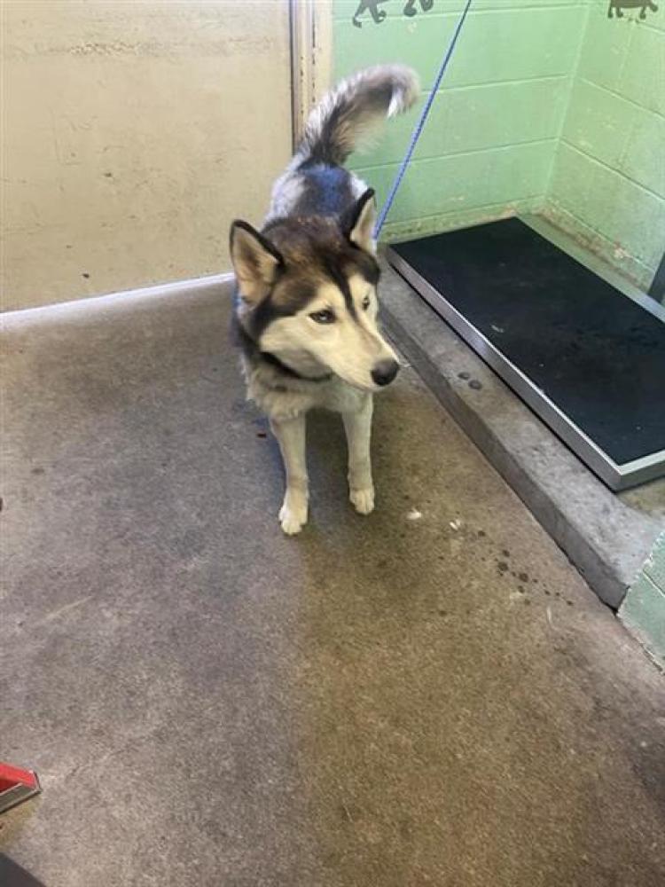 Shelter Stray Male Dog last seen SUTTERVILLE RD & MEAD AVE, Sacramento, CA 95818